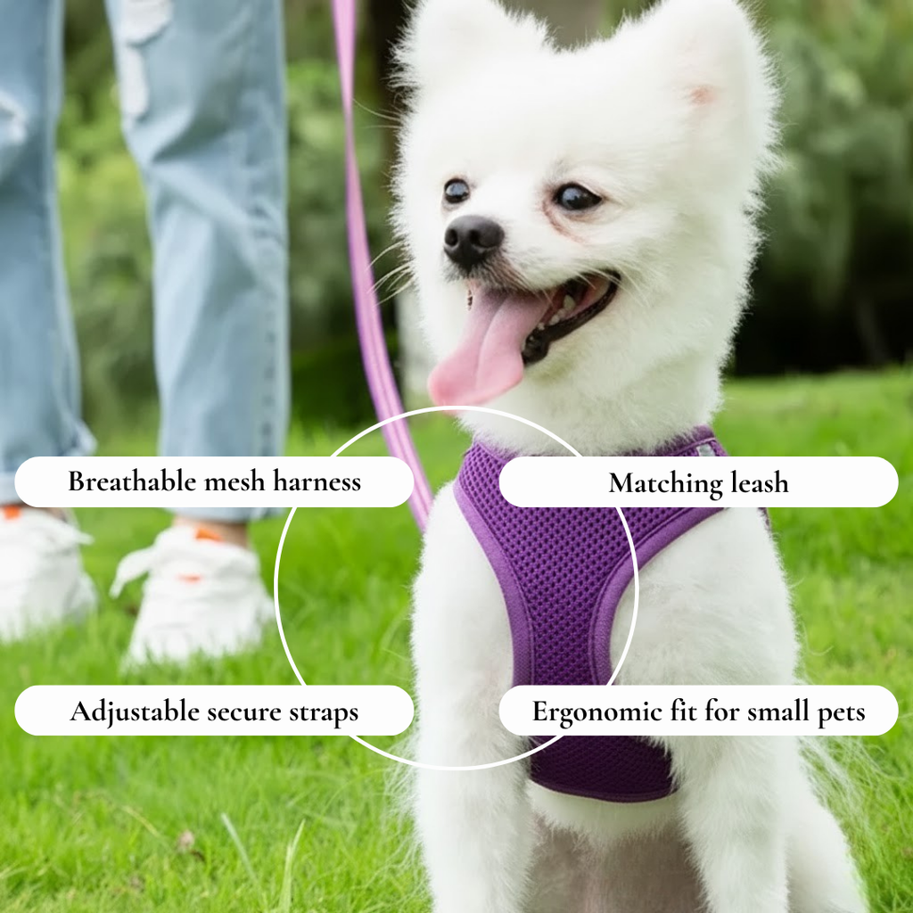 Purple Mesh Harness & Leash Set