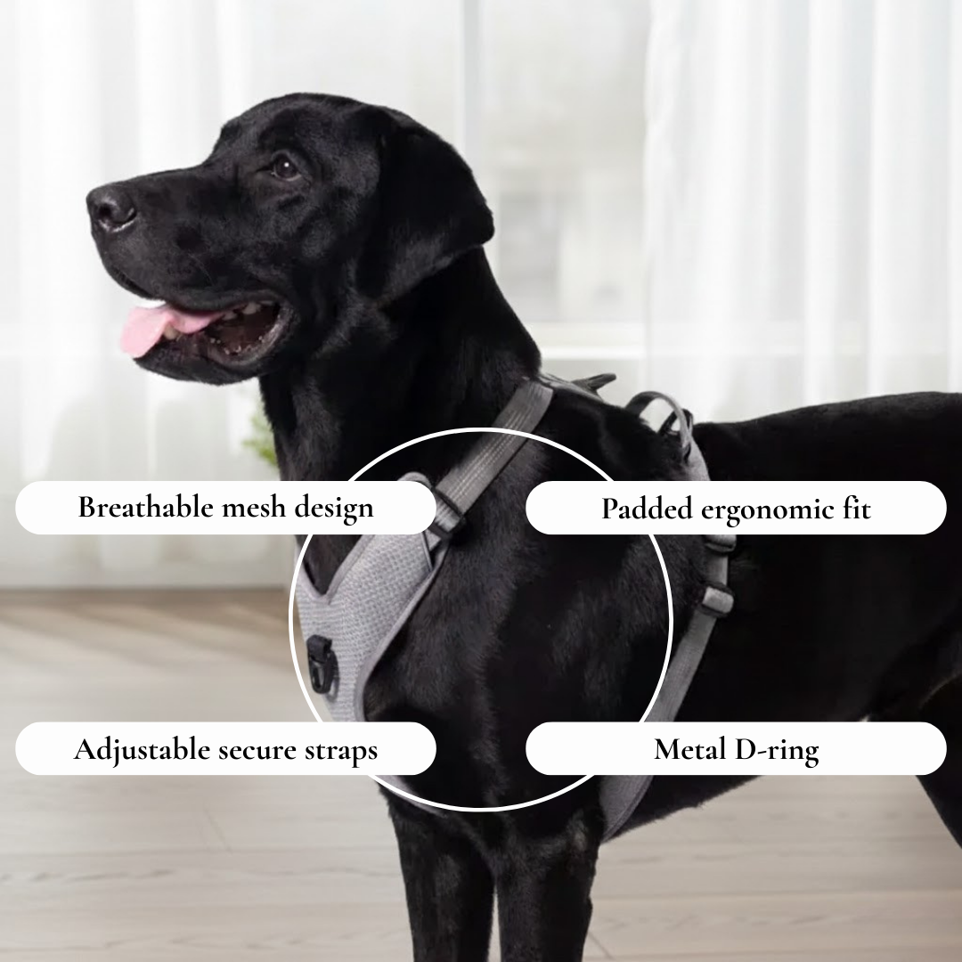 Gray Mesh Padded Harness