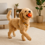 Adjustable Harness with Leash