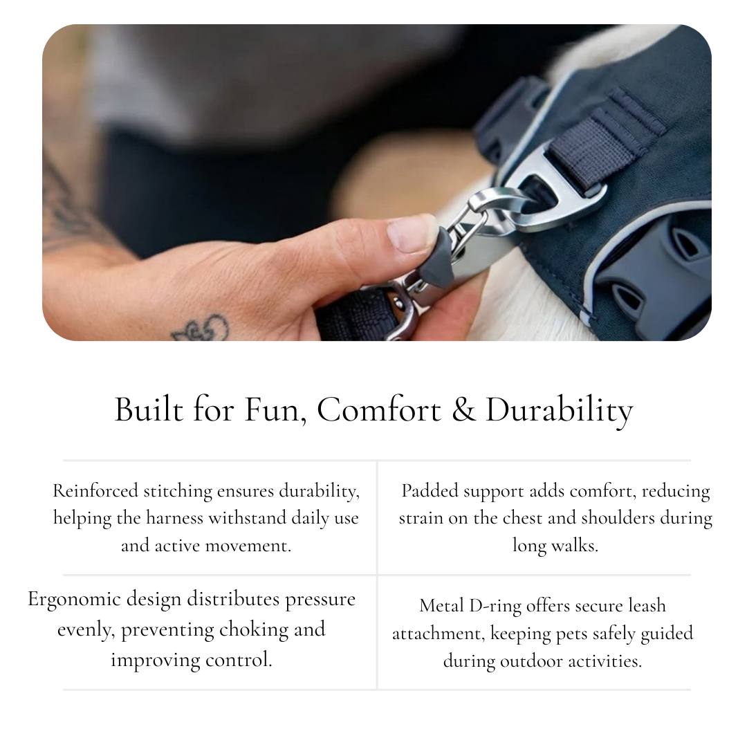 Black Dog Harness with Trim