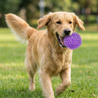 Spiky Dental Chew Ball Dog Toy