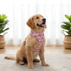 Rainbow Harness – Pink Base