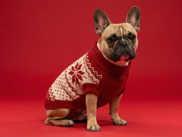 Half / Full Day Boarding