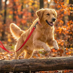 Durable Leash for Daily Walks